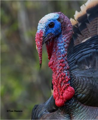 Wild Turkey