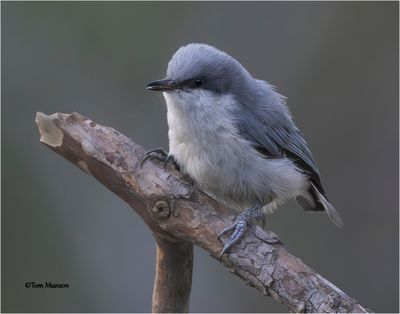 Pygmy Nuthatch