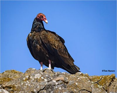 Turkey Vulture