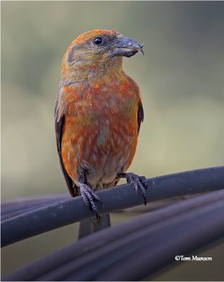 Red Crossbill