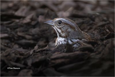 Song Sparrow