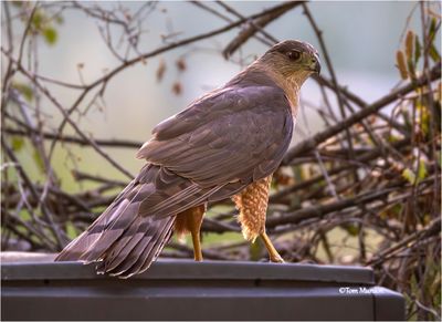 Sharp-shinned Hawk