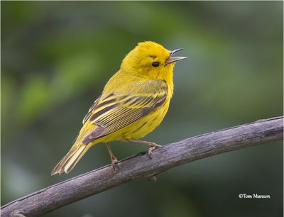 Yellow Warbler