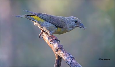 Red Crossbill