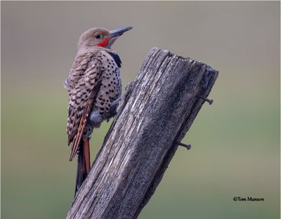 Northern Flicker