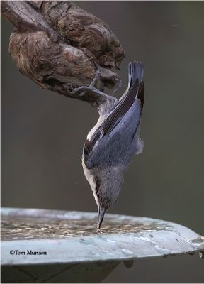 Pygmy Nuthatch