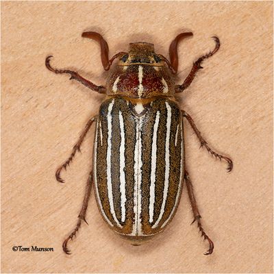 Ten lined June Beetle
