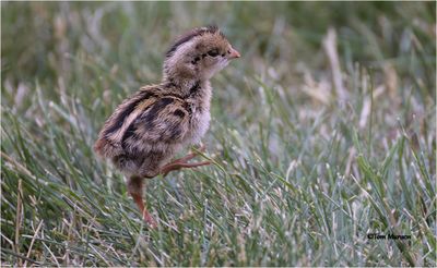 California Quail Chick