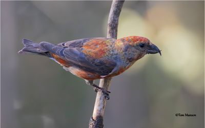 Red Crossbill