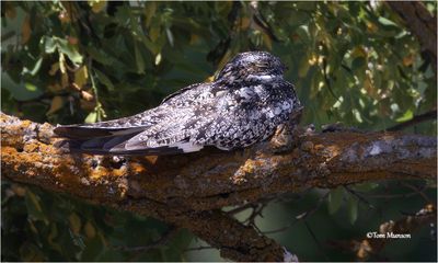 Common Nighthawk