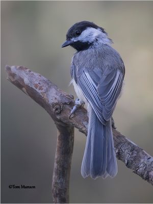 Black-capped Chickadee