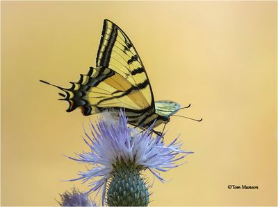 Two-tailed Tiger Swallowtail