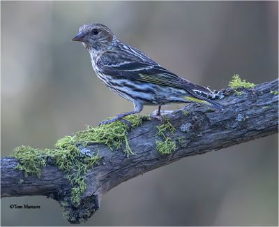 Pine Siskin