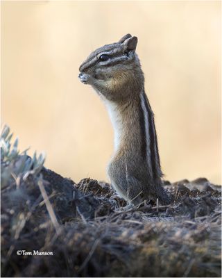 Chipmunk