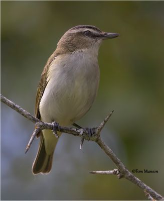 Red-eyed Vireo
