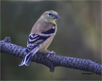 American Goldfinch