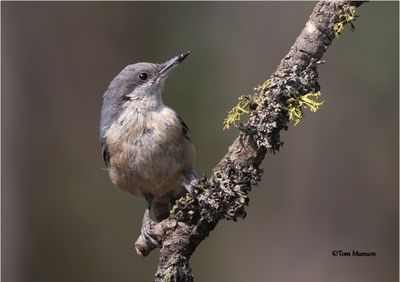 Pygmy Nuthatch