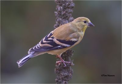 American Goldfinch
