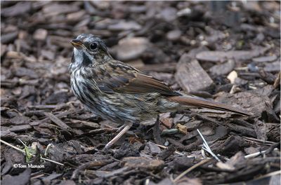 Song Sparrow-juvenile