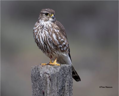 Merlin