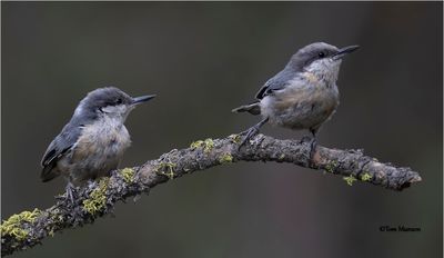 Pygmy Nuthatche's