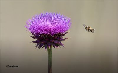 Musk Thistle & friend