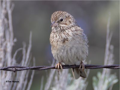 Vesper Sparrow