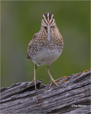 Wilson's Snipe