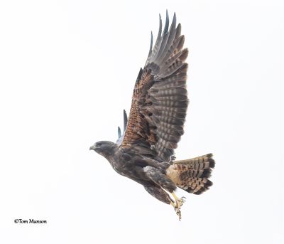 Swainson's Hawk