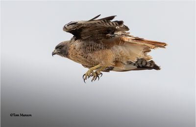 Red-tailed Hawk