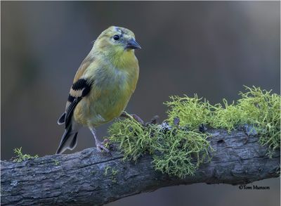 American Goldfinch