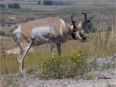 Pronghorn Antelope
