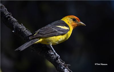 Western Tanager