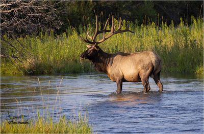 Elk