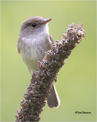Willow Flycatcher