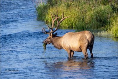 Elk
