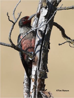 Lewis's Woodpecker