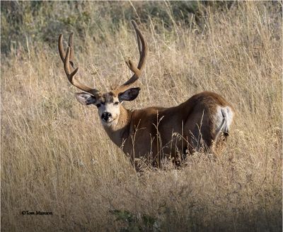 Mule Deer