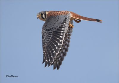 American Kestrel-Trying out the Canon R5 II. Seems to work pretty well.