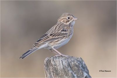 Vesper Sparrow