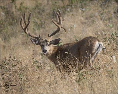 Mule Deer