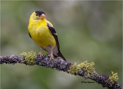 American Goldfinch