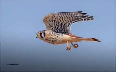 American Kestrel