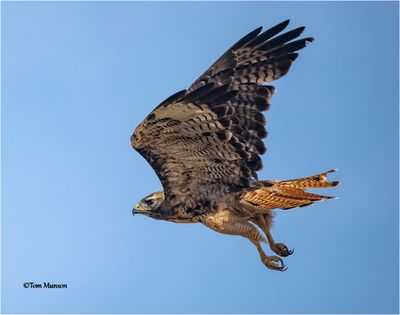 Red-tailed Hawk