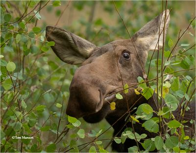 Cow Moose