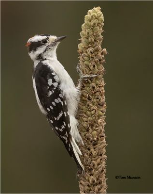 Downy Woodpecker