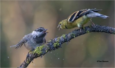 Mountain Chickadee-American Goldfinch