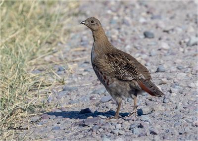 Gray Partridge