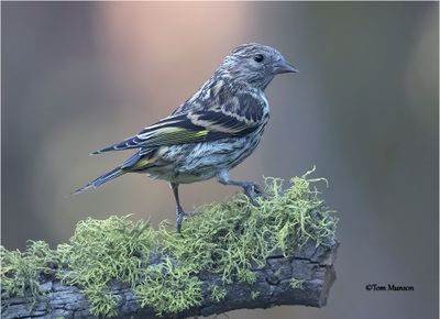 Pine Siskin