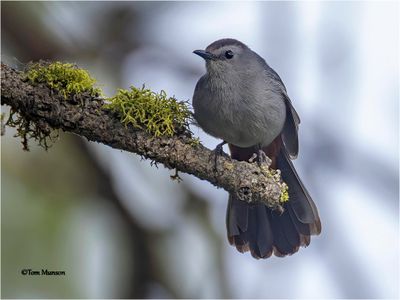Gray Catbird